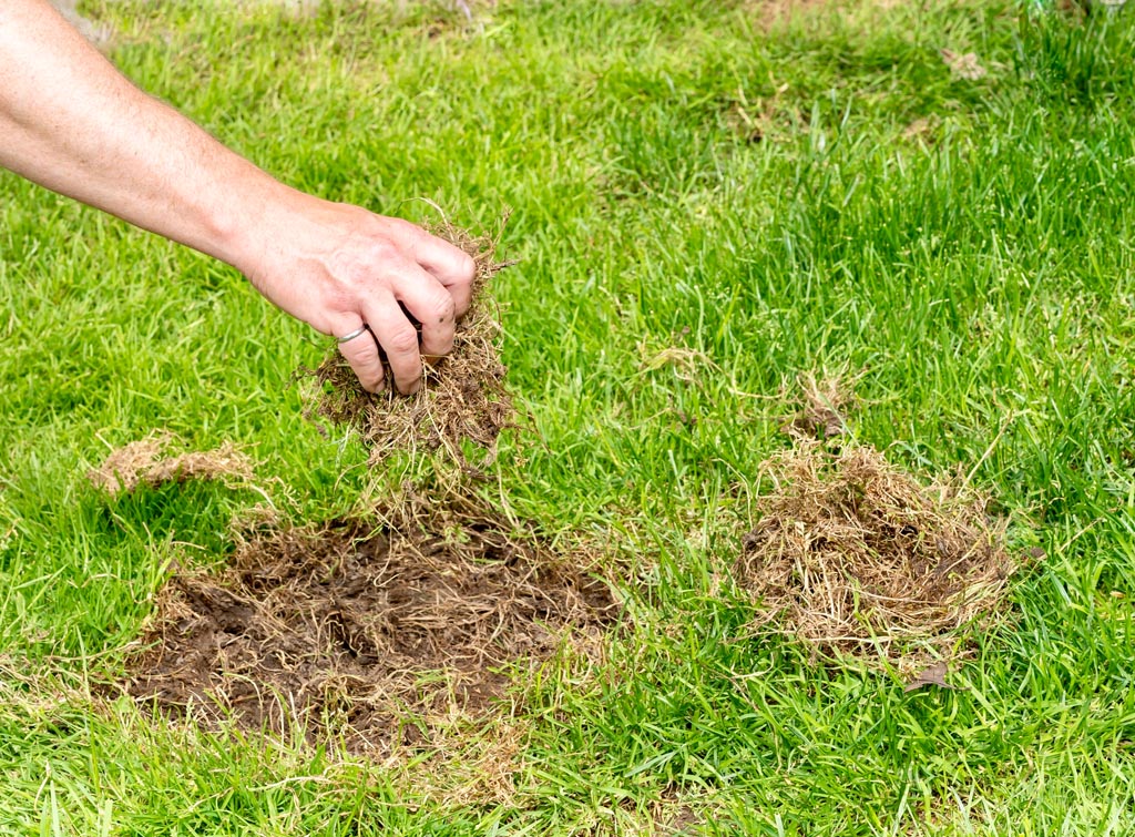 mężczyzna naprawia dziurę w trawniku przez usunięci uszkodzonej trawy