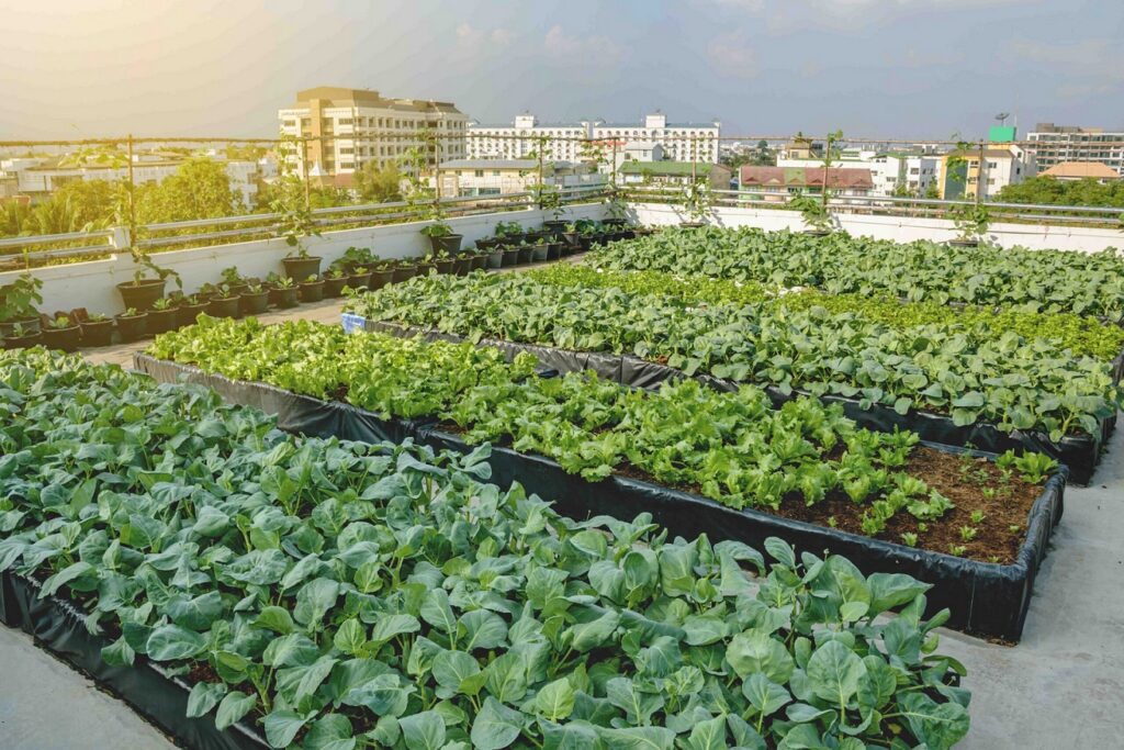 Ogród warzywny na dachu budynku w mieście
